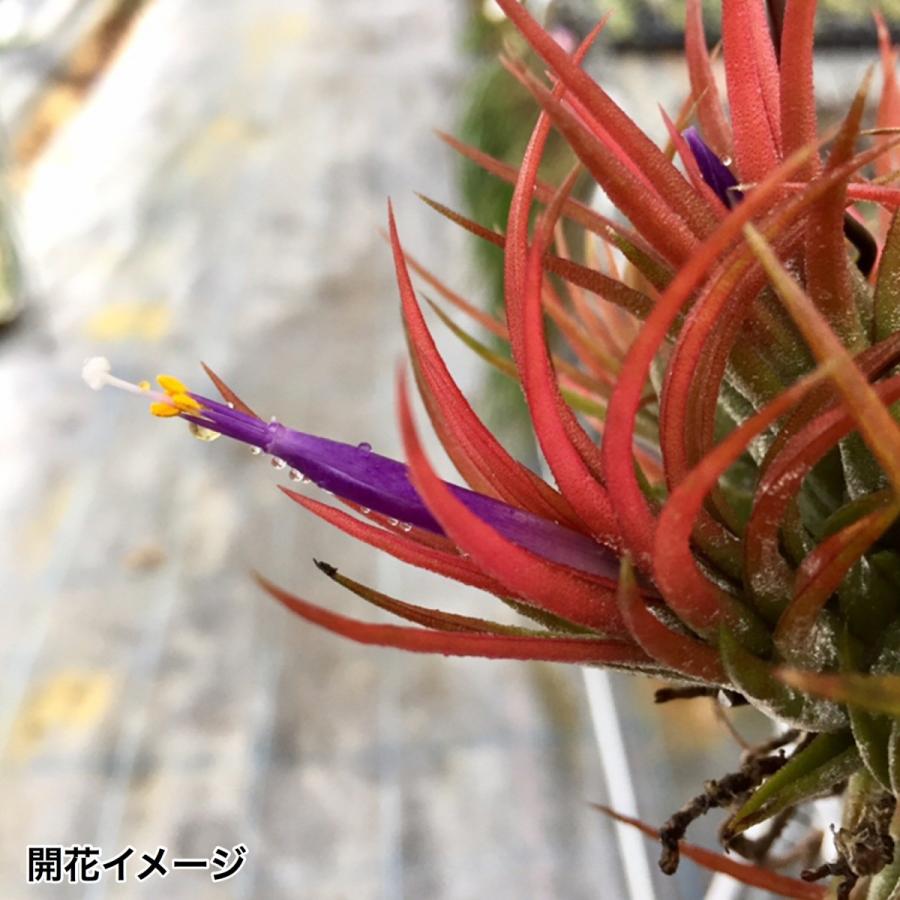 チランジア イオナンタ メキシコ エアープランツ ティランジア 観葉植物 おしゃれ 壁掛け インテリア ミニ 小型 吊り下げ 室内 Ionantha Mexico 299 エアープランツ専門店b L 通販 Yahoo ショッピング