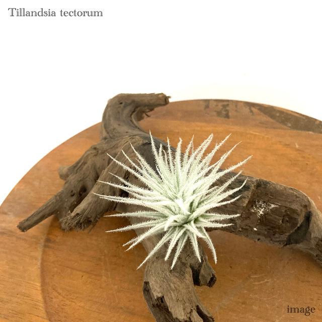チランジア テクトラム S Size エアープランツ ティランジア 観葉植物 おしゃれ 壁掛け インテリア ミニ 小型 吊り下げ 室内 Tectorum 新作通販