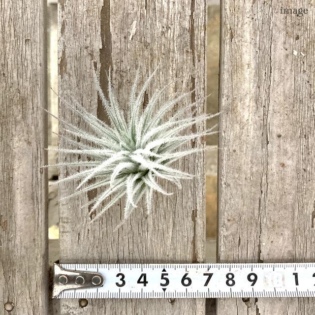チランジア テクトラム S size (エアープランツ ティランジア 観葉植物