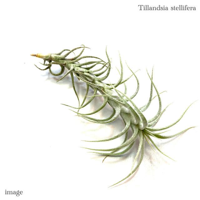 チランジア ステリフェラ (エアープランツ ティランジア 観葉植物