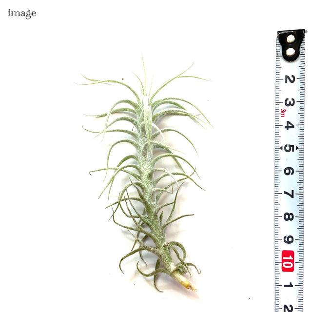 チランジア ステリフェラ (エアープランツ ティランジア 観葉植物