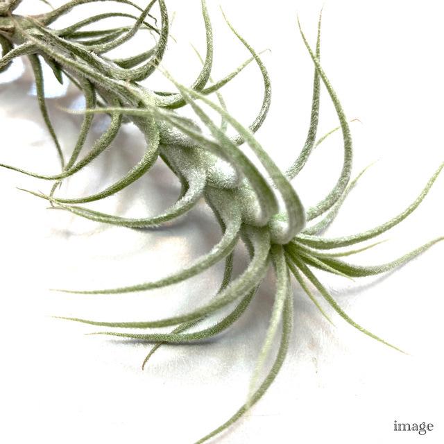チランジア ステリフェラ (エアープランツ ティランジア 観葉植物