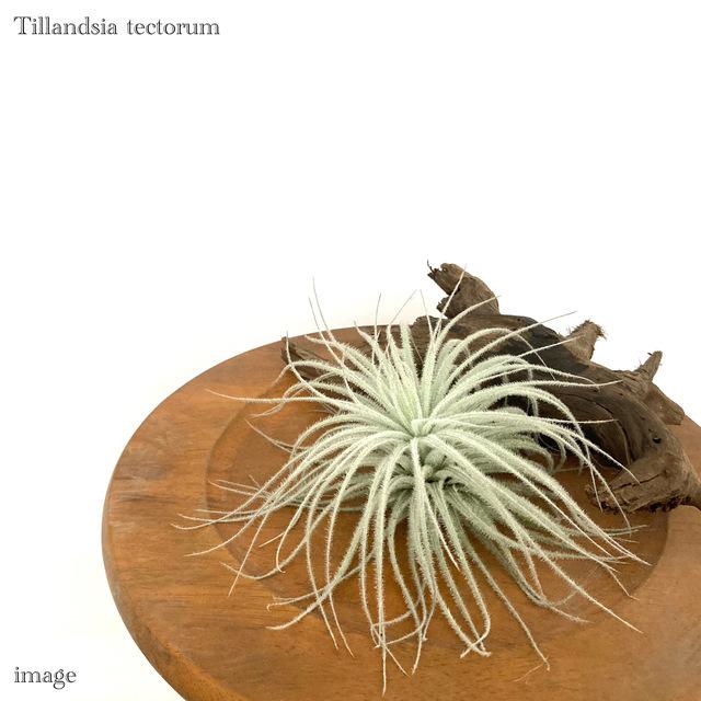 チランジア テクトラム L size (エアープランツ ティランジア 観葉植物