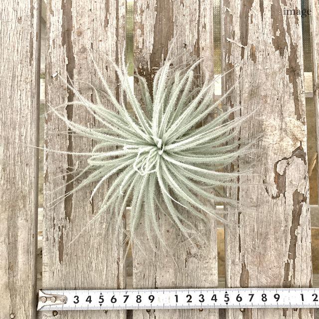チランジア テクトラム L size (エアープランツ ティランジア 観葉植物