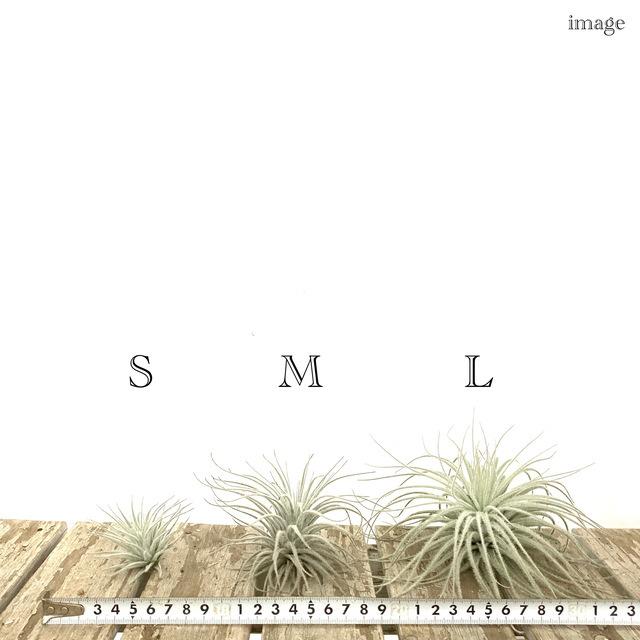 チランジア テクトラム L size (エアープランツ ティランジア 観葉植物