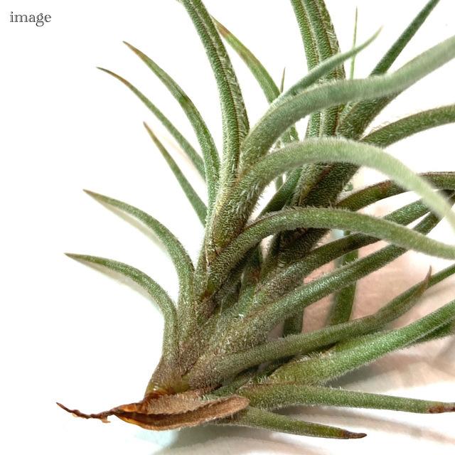 チランジア バンデンシス (エアープランツ ティランジア 観葉植物