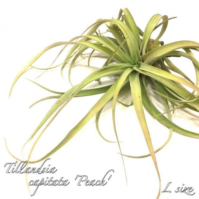 チランジア カピタータ ピーチ L Size エアープランツ ティランジア 観葉植物 おしゃれ 壁掛け インテリア ミニ 小型 吊り下げ 室内 Capitata Peach 421 エアープランツ専門店b L 通販 Yahoo ショッピング