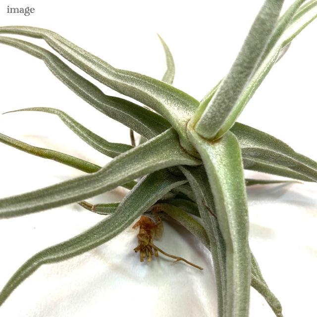 チランジア ライヘンバッキー (エアープランツ ティランジア 観葉植物 おしゃれ 壁掛け インテリア ミニ 小型 吊り下げ 室内 reichenbachii)|bandlaqua|03