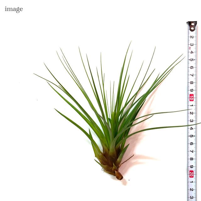 チランジア メラノクラテル エアープランツ ティランジア 観葉植物 おしゃれ 壁掛け インテリア ミニ 小型 吊り下げ 室内 Melanocrater 514 エアープランツ専門店b L 通販 Yahoo ショッピング