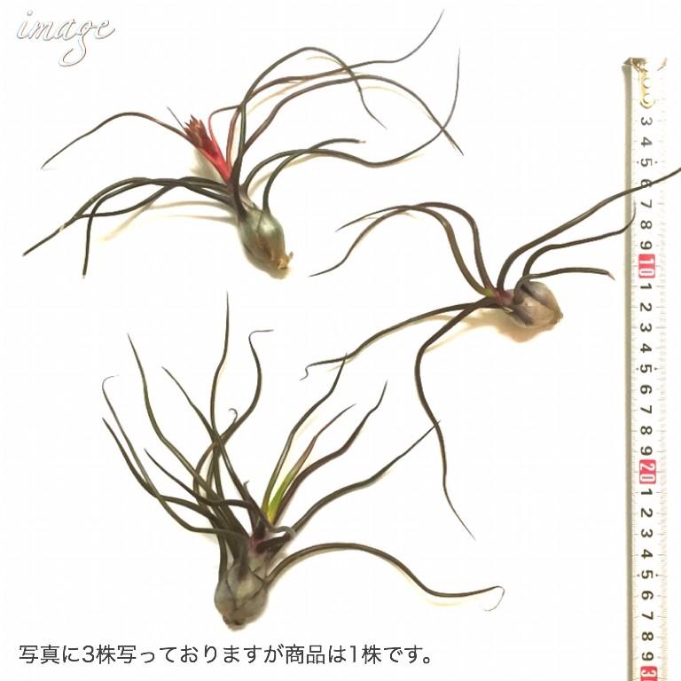 チランジア ブルボーサ レッドブル エアープランツ 観葉植物 おしゃれ 壁掛け インテリア ミニ 660 エアープランツ専門店b L 通販 Yahoo ショッピング