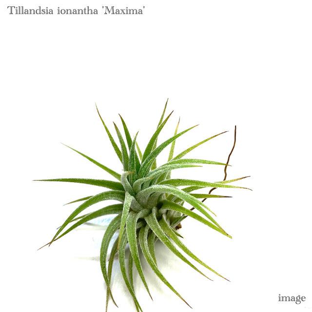 チランジア イオナンタ マキシマ (エアープランツ 観葉植物 おしゃれ