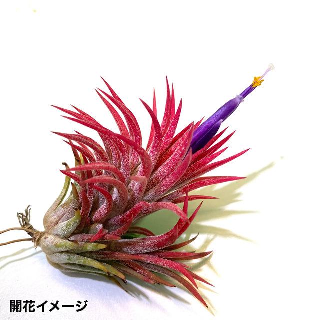 チランジア イオナンタ マキシマ (エアープランツ 観葉植物 おしゃれ