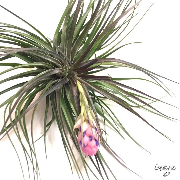 チランジア コットンキャンディ グリーン エアープランツ 観葉植物 おしゃれ 壁掛け インテリア ミニ ヒューストン Houston Cotton Candy Green 860 エアープランツ専門店b L 通販 Yahoo ショッピング