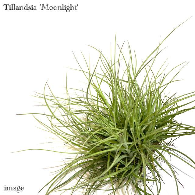 チランジア ムーンライト クランプ エアープランツ ティランジア 観葉植物 おしゃれ 壁掛け インテリア ミニ 小型 吊り下げ 室内 Moonlight 915 エアープランツ専門店b L 通販 Yahoo ショッピング