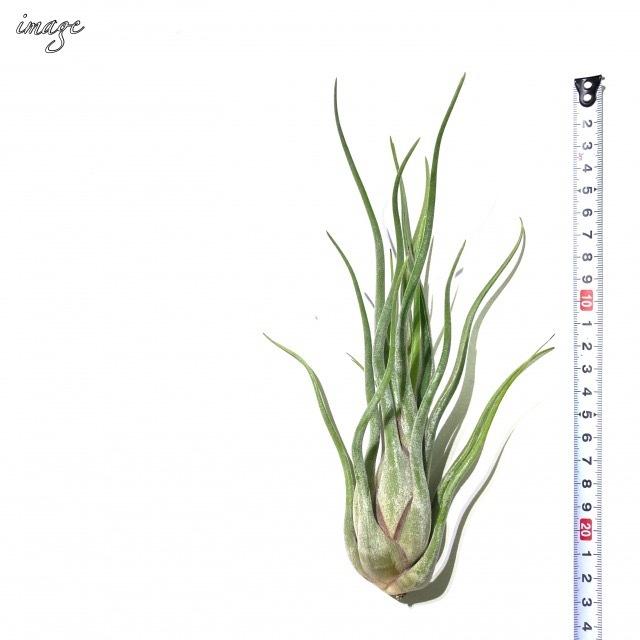 観葉植物 風水 植物 おしゃれ 室内 エアープランツ エアプランツ チランジア カプトメドゥーサ ホワイトイリプス 容器 北欧 ユーロプランツ 35 Off