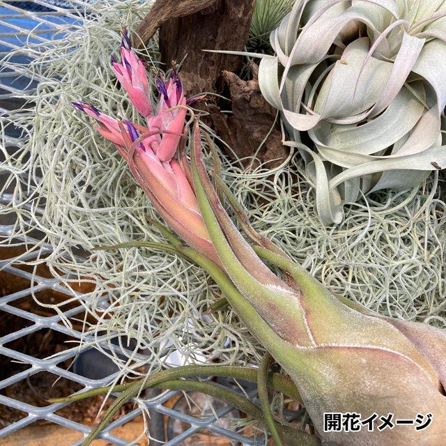 可愛いクリスマスツリーやギフトが チランジア 交配種 イオナンタ ルブラ セレリアナ エアープランツ ティランジア Hybrid Ionantha Rubra Seleriana 観葉植物 花 園芸 11 5 Askoe Steyr Com