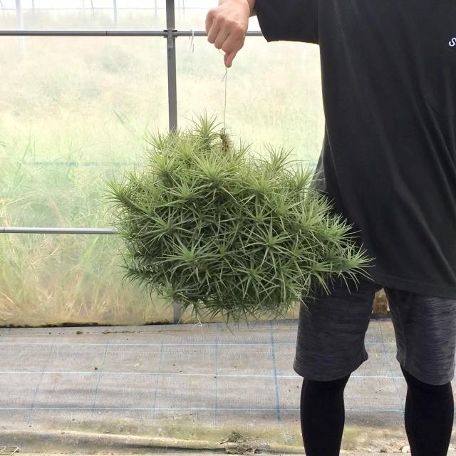 現品 チランジア ベルゲリ No エアープランツ 観葉植物 おしゃれ 壁掛け インテリア 大型 Bergeri Www Prabalgad Com