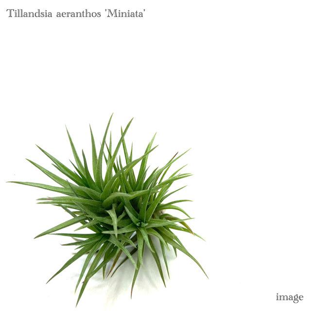 チランジア アエラントス ミニアータ エアープランツ 観葉植物 おしゃれ 壁掛け インテリア ミニ Aeranthos Miniata エアープランツ専門店b L 通販 Yahoo ショッピング