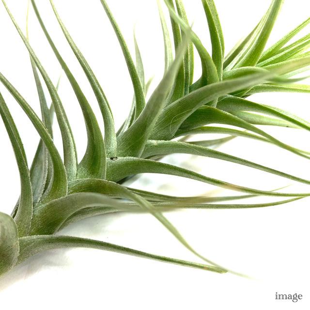 チランジア ベルゲリ 交配種 エアープランツ ティランジア 観葉植物 おしゃれ 壁掛け インテリア ミニ 小型 吊り下げ 室内 Bergeri Hybrid エアープランツ専門店b L 通販 Yahoo ショッピング