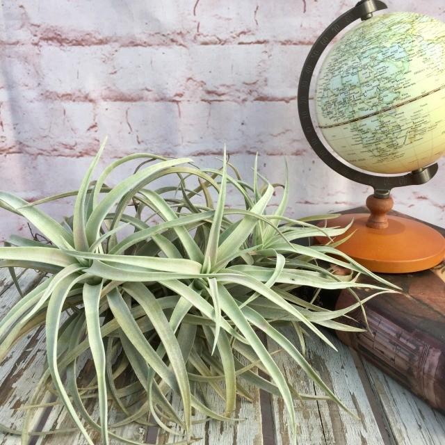 現品 チランジア カピタータ ピーチ No エアープランツ ティランジア 観葉植物 おしゃれ 壁掛け インテリア 小型 吊り下げ Capitata Peach エアープランツ専門店b L 通販 Yahoo ショッピング