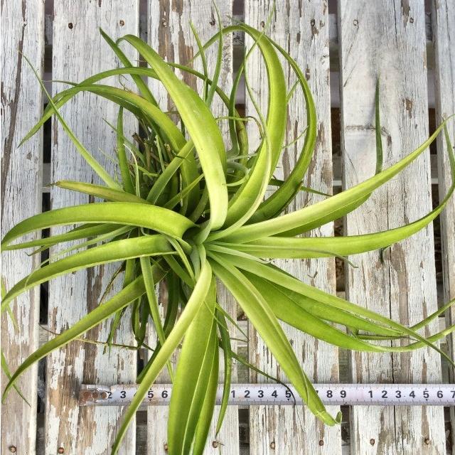 現品 チランジア カピタータ ピーチ No エアープランツ ティランジア 観葉植物 おしゃれ 壁掛け インテリア 小型 吊り下げ Capitata Peach エアープランツ専門店b L 通販 Yahoo ショッピング