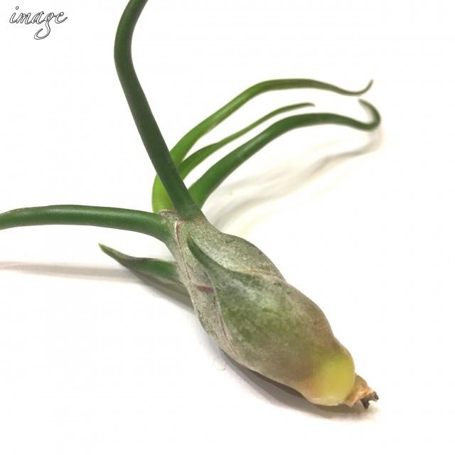 チランジア ブルボーサ M Size エアープランツ ティランジア 観葉植物 おしゃれ 壁掛け インテリア ミニ 小型 吊り下げ 室内 Bulbosa エアープランツ専門店b L 通販 Yahoo ショッピング