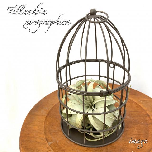チランジア キセログラフィカ 鳥かご アレンジ エアープランツ ティランジア 観葉植物 おしゃれ 壁掛け インテリア ミニ 小型 吊り下げ 室内 鳥籠 とりかご エアープランツ専門店b L 通販 Yahoo ショッピング