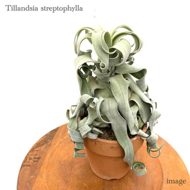 チランジア ストレプトフィラ 鉢植え エアープランツ ティランジア 観葉植物 おしゃれ 壁掛け インテリア ミニ 小型 大型 吊り下げ 室内 Streptophylla エアープランツ専門店b L 通販 Yahoo ショッピング