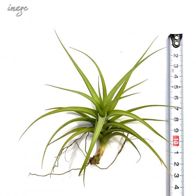 チランジア ベルゲリ エアープランツ ティランジア 観葉植物 おしゃれ 壁掛け インテリア ミニ 小型 吊り下げ 室内 Bergeri エアープランツ専門店b L 通販 Yahoo ショッピング