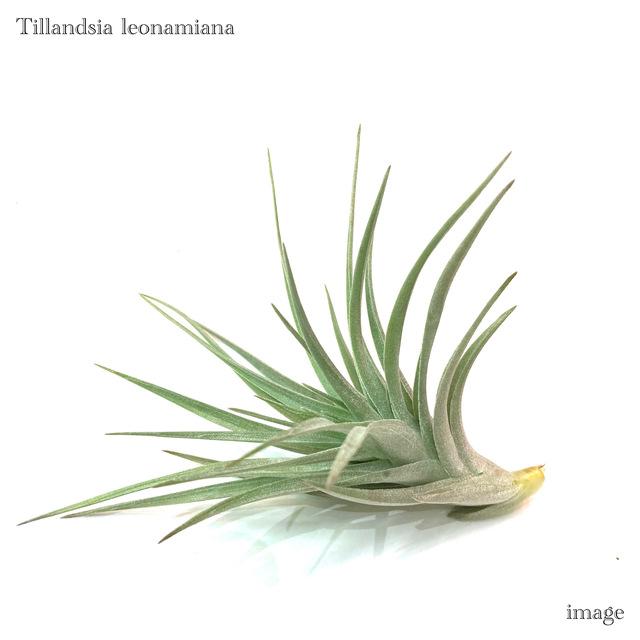 チランジア レオナミアナ エアープランツ ティランジア 観葉植物 おしゃれ 壁掛け インテリア ミニ 小型 吊り下げ 室内 Leonamiana エアープランツ専門店b L 通販 Yahoo ショッピング