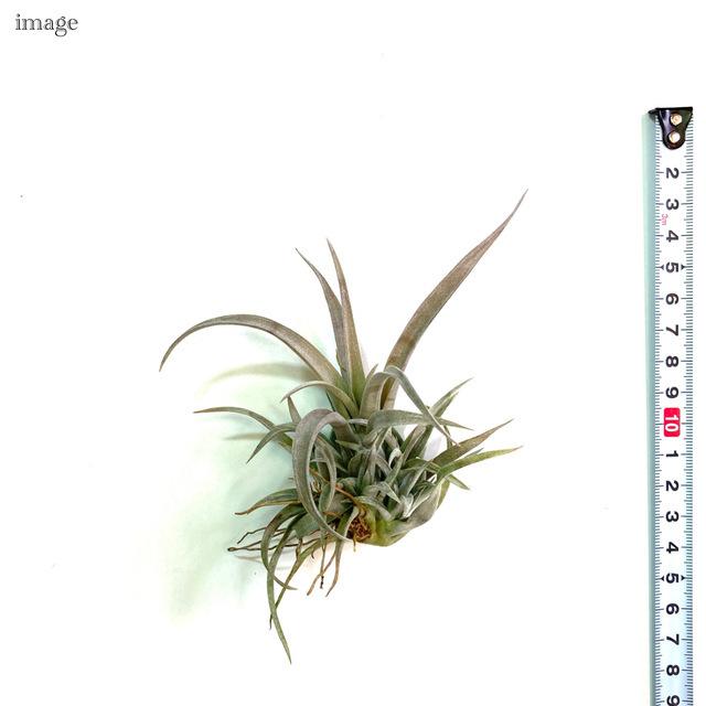 チランジア カピタータ モーブ クランプ エアープランツ ティランジア 観葉植物 おしゃれ 壁掛け インテリア ミニ 小型 吊り下げ 室内 Capitata Mauve エアープランツ専門店b L 通販 Yahoo ショッピング