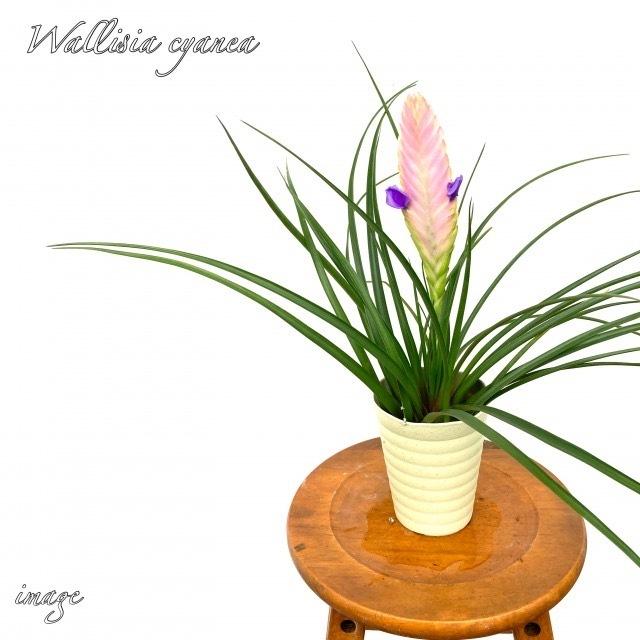 ワリシア キアネア 1本立ち エアープランツ ティランジア 観葉植物 おしゃれ 壁掛け インテリア ミニ 小型 吊り下げ 室内 シアネア シャネア 花アナナス エアープランツ専門店b L 通販 Yahoo ショッピング