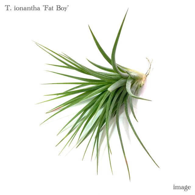 チランジア イオナンタ 'ファットボーイ' (エアープランツ