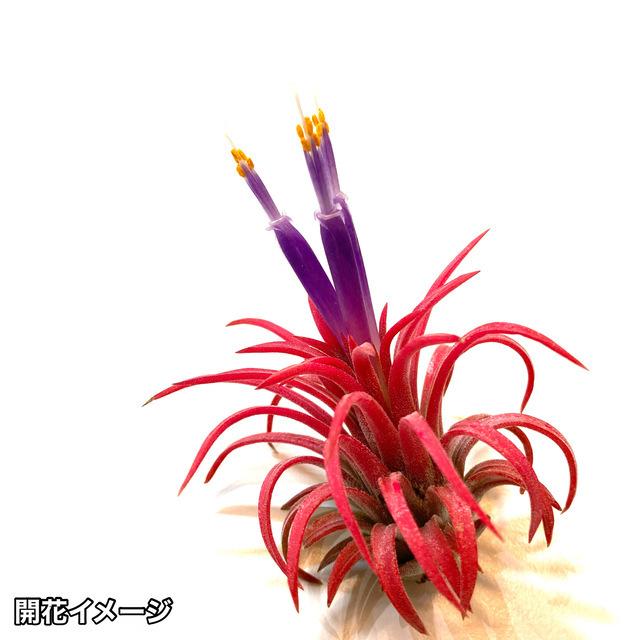 チランジア イオナンタ 'ロン' (エアープランツ ティランジア 観葉植物
