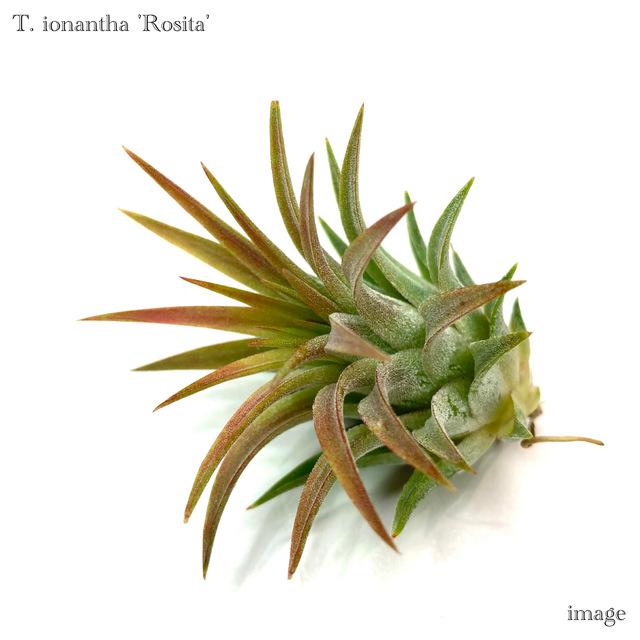 チランジア イオナンタ ロシータ エアープランツ ティランジア 観葉植物 おしゃれ 壁掛け インテリア ミニ 小型 吊り下げ 室内 Ionantha エアープランツ専門店b L 通販 Yahoo ショッピング