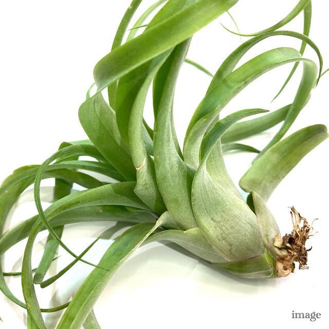 チランジア 交配種 ストレプトフィラ キセログラフィカ エアープランツ ティランジア 観葉植物 おしゃれ 壁掛け インテリア ミニ 小型 吊り下げ 室内 エアープランツ専門店b L 通販 Yahoo ショッピング