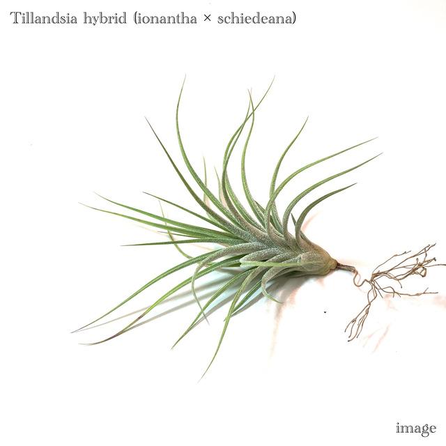 チランジア 交配種 イオナンタ シーディアナ エアープランツ ティランジア 観葉植物 おしゃれ 壁掛け インテリア ミニ 小型 吊り下げ 室内 Hybrid エアープランツ専門店b L 通販 Yahoo ショッピング