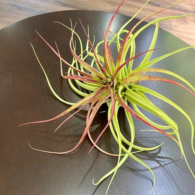 現品 チランジア 交配種 ブラキカウロス セレクタ ストレプトフィラ No エアープランツ ティランジア 観葉植物 おしゃれ 壁掛け インテリア エアープランツ専門店b L 通販 Yahoo ショッピング