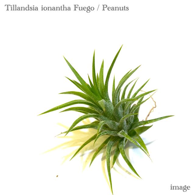 チランジア イオナンタ フエゴ ピーナッツ S Size エアープランツ ティランジア 観葉植物 おしゃれ 壁掛け インテリア ミニ 小型 吊り下げ 室内 213 エアープランツ専門店b L 通販 Yahoo ショッピング