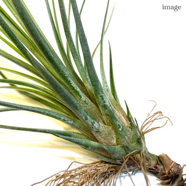 チランジア ジュンセア レッドグリーン エアープランツ ティランジア 観葉植物 おしゃれ 壁掛け インテリア ミニ 小型 吊り下げ 室内 Juncea Red Green エアープランツ専門店b L 通販 Yahoo ショッピング