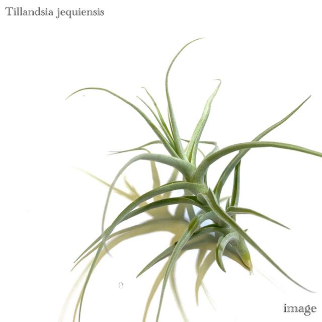 チランジア ジェクイエンシス エアープランツ ティランジア 観葉植物 おしゃれ 壁掛け インテリア ミニ 小型 吊り下げ 室内 Jequiensis エアープランツ専門店b L 通販 Yahoo ショッピング