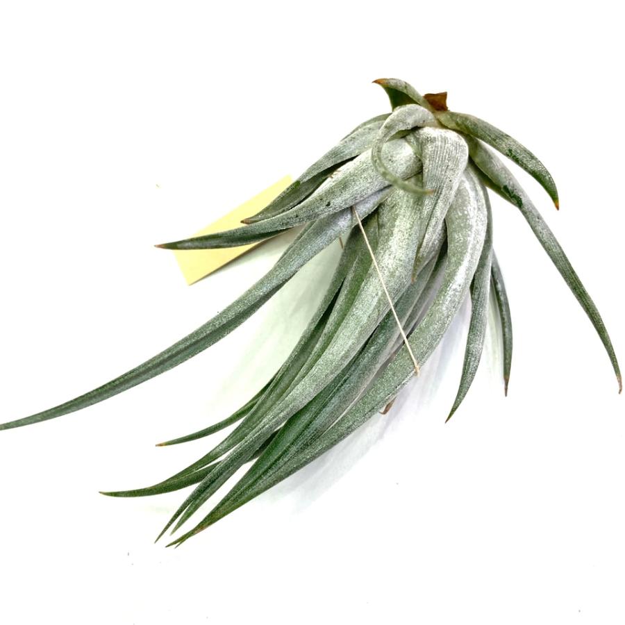 チランジア ウェベリ エアープランツ ティランジア 観葉植物 おしゃれ 壁掛け インテリア ミニ 小型 吊り下げ 室内 Weberi エアープランツ専門店b L 通販 Yahoo ショッピング