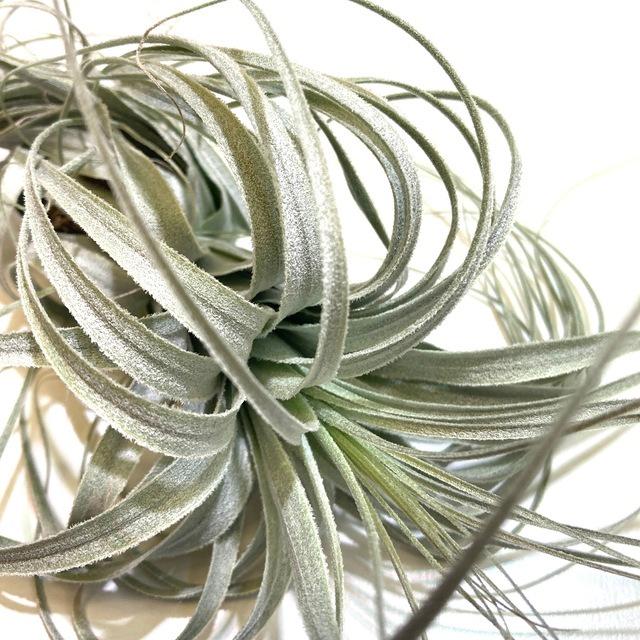超激安 現品 チランジア チャペウエンシス No エアープランツ ティランジア 観葉植物 おしゃれ 壁掛け インテリア ミニ 小型 吊り下げ 室内 Chapeuensis エアープランツ専門店b L 通販 Yahoo ショッピング 開店祝い Www Maxipiso Com Ar