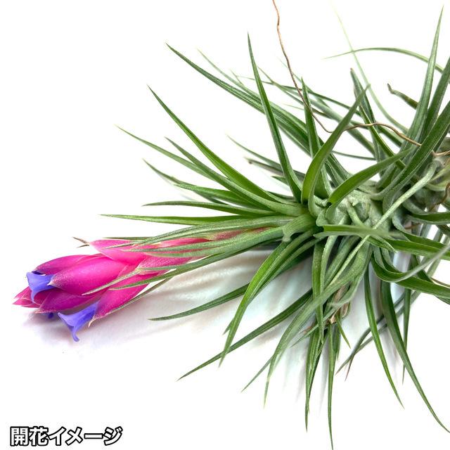 チランジア アエラントス ザ ブラック エアープランツ ティランジア 観葉植物 おしゃれ 壁掛け インテリア ミニ 小型 吊り下げ 室内 Aeranthos エアープランツ専門店b L 通販 Yahoo ショッピング