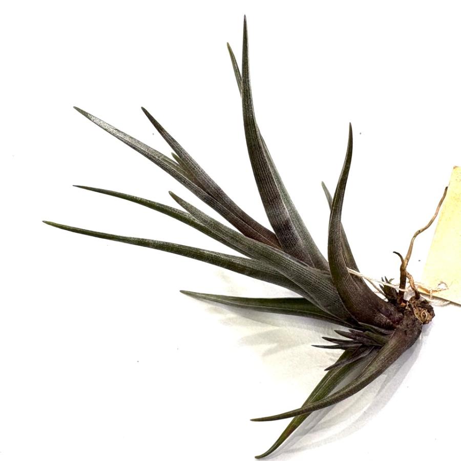 ゼチェリ　Tillandsia Tillandsia zecheri var. cafayatensis (入手時の名称です