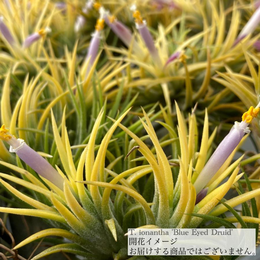 チランジア イオナンタ 'ブルーアイドドルイド' (エアープランツ