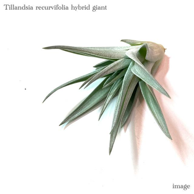 チランジア ハリシー M Harrisii Size おしゃれ インテリア エアープランツ ティランジア ミニ 吊り下げ 壁掛け 室内 小型 観葉植物 1年保証 M