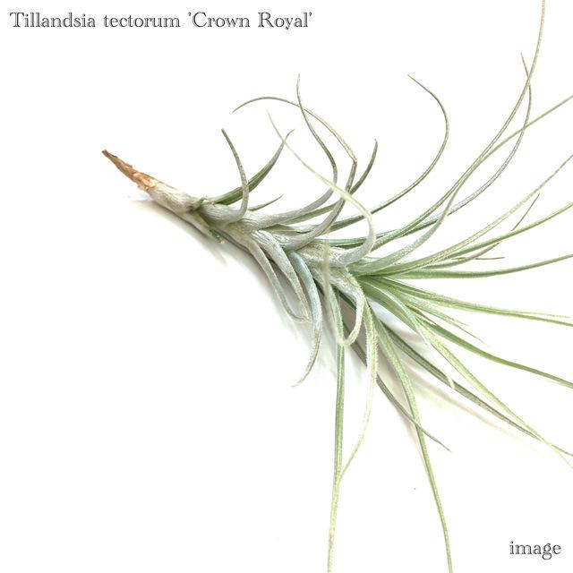チランジア テクトラム クラウンロイヤル M Size エアープランツ ティランジア 観葉植物 おしゃれ 壁掛け インテリア ミニ 小型 吊り下げ 室内 エアープランツ専門店b L 通販 Yahoo ショッピング