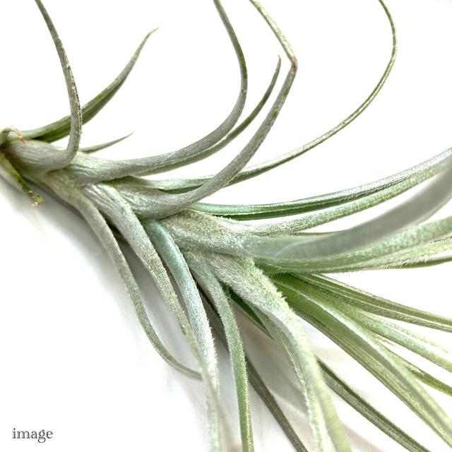 チランジア テクトラム クラウンロイヤル M Size エアープランツ ティランジア 観葉植物 おしゃれ 壁掛け インテリア ミニ 小型 吊り下げ 室内 エアープランツ専門店b L 通販 Yahoo ショッピング