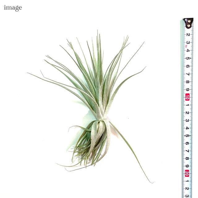 エアプランツ（チランジア） ガルドネリお譲りします！ 【インテリア・観葉植物】 チランジア ガルドネリ M size (エアープランツ ティランジア 観葉植物